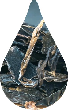 羅臼昆布